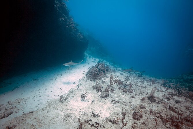 DiveCarib - An Eco-Friendly Certified Diver Trip in Antigua - Eco-Friendly Certification