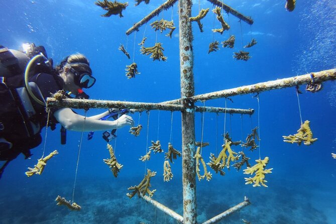 DiveCarib - An Eco-Friendly Certified Diver Trip in Antigua - Experienced Dive Team