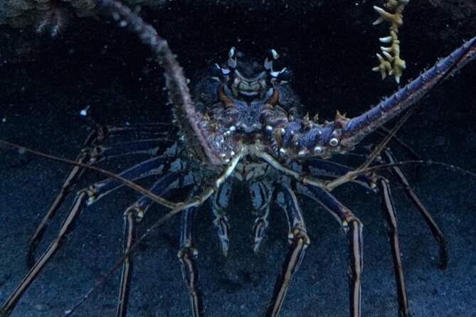 DiveCarib - An Eco-Friendly Certified Diver Trip in Antigua - Stunning Underwater Landscapes