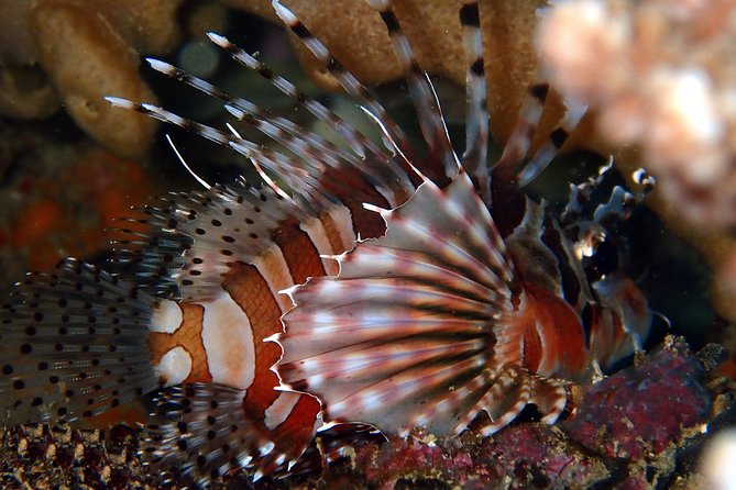 DiveGurus -Scuba Diving in Boracay - Meeting Location and Details