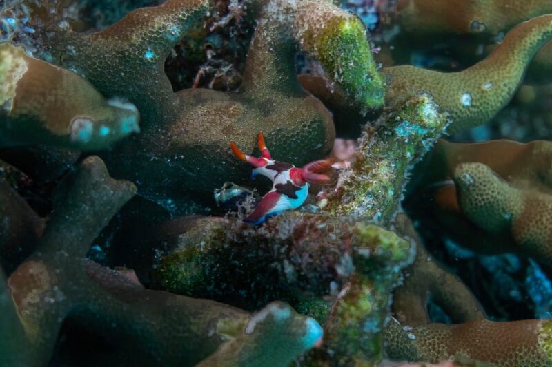 Diveheaven Lombok; 2 Boatdives With a Guide - Key Points