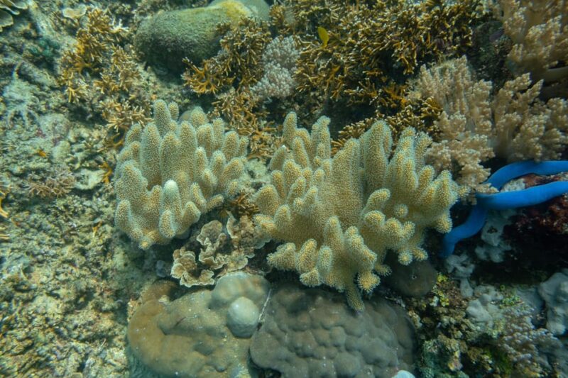 Diveheaven Lombok; 2 Boatdives With a Guide - Important Information