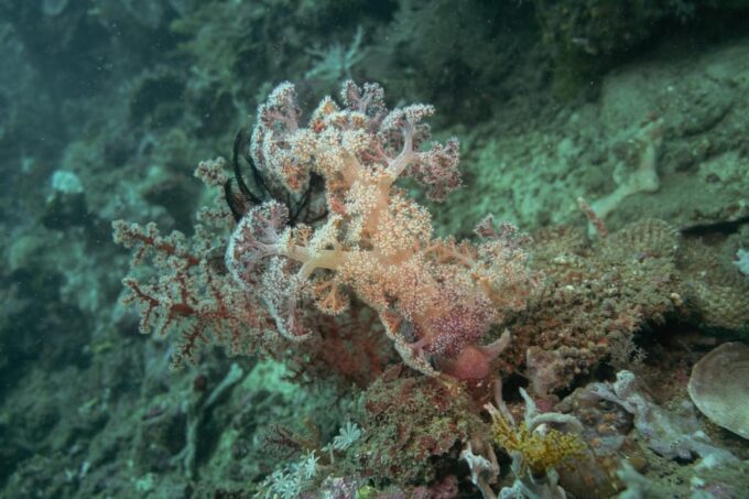 Diveheaven Lombok; 2 Boatdives With a Guide - Booking and Cancellation