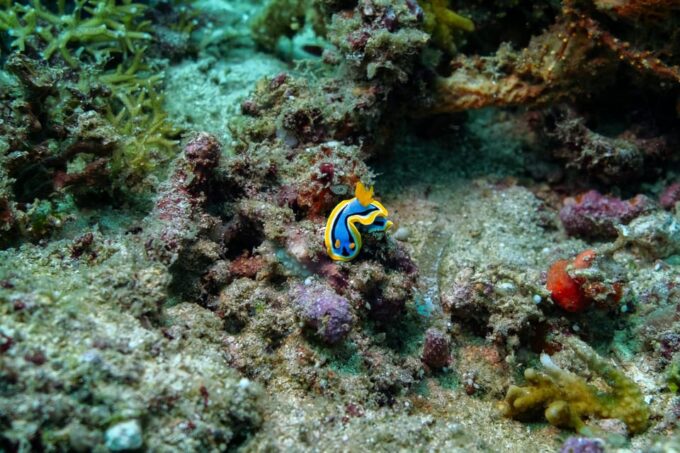 Diveheaven Lombok; 2 Boatdives With a Guide - Safety Precautions