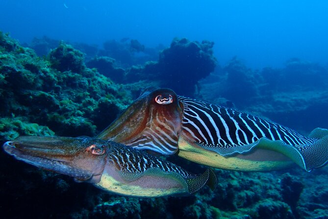 Diving Adventures - Boat and Shore Diving - Exploring Underwater Ecosystems