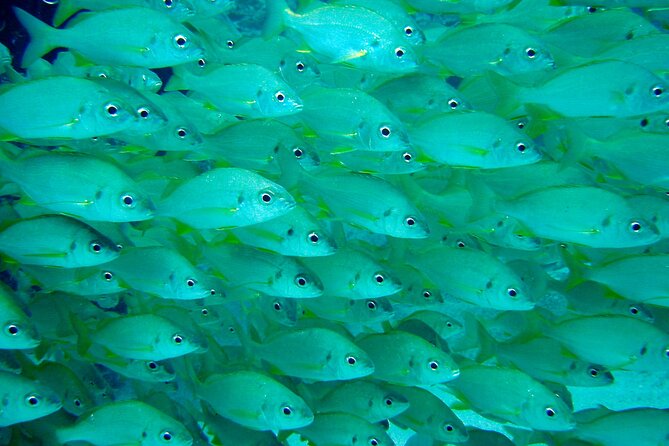 Diving Adventures - Boat and Shore Diving - Qualified Diver Experiences
