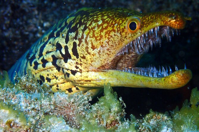Diving Adventures - Boat and Shore Diving - Customer Feedback and Ratings