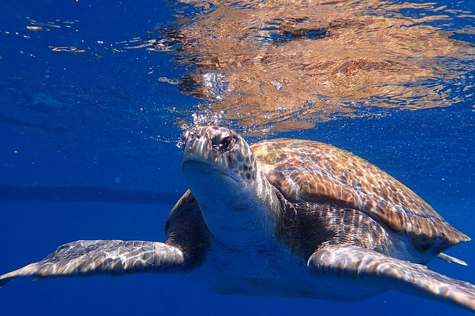 Diving Adventures - Boat and Shore Diving - Reasons to Choose Diving Adventures