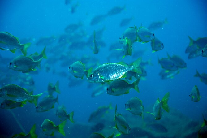 Diving Adventures - Boat and Shore Diving - Preparing for Your Diving Adventure