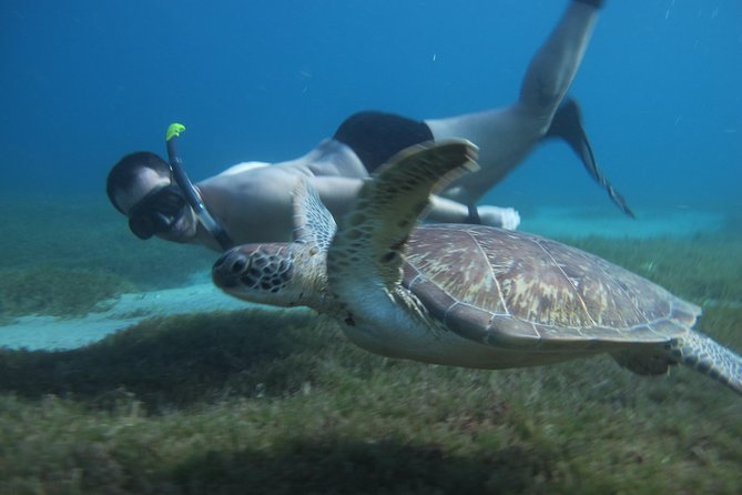 Diving and / or Snorkeling Day From a Catamaran - Tour Overview