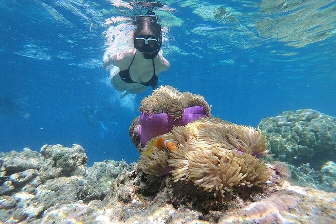 Diving And Snorkeling To Ras Mohamed And White Island By VIP Boat - Cancellation Policy and Refund