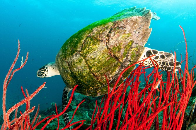Diving at Koh Chang, Daytrip With 2 Dives - Accessibility and Restrictions