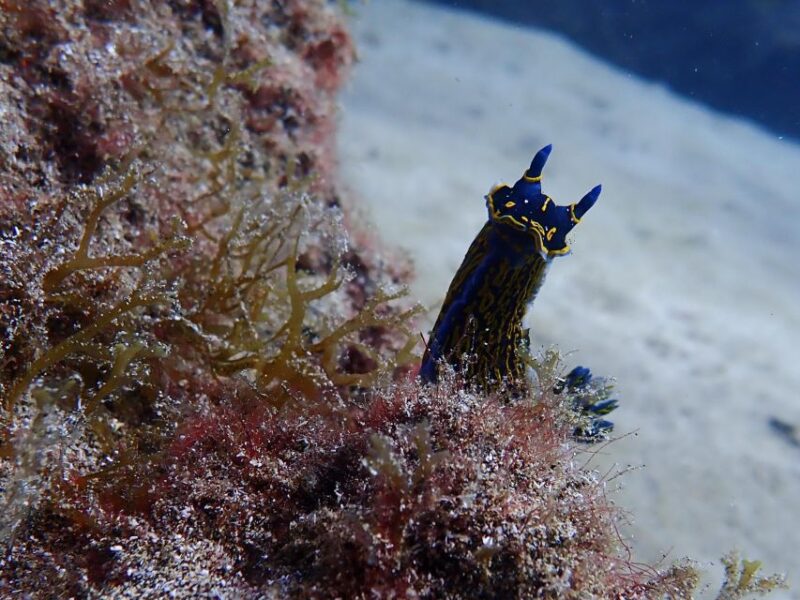 Diving at Lanzarote - 2 Guided Dives for Certified Divers - Inclusions