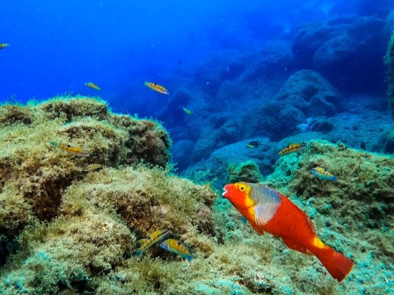 Diving at Lanzarote - 2 Guided Dives for Certified Divers - Exclusions
