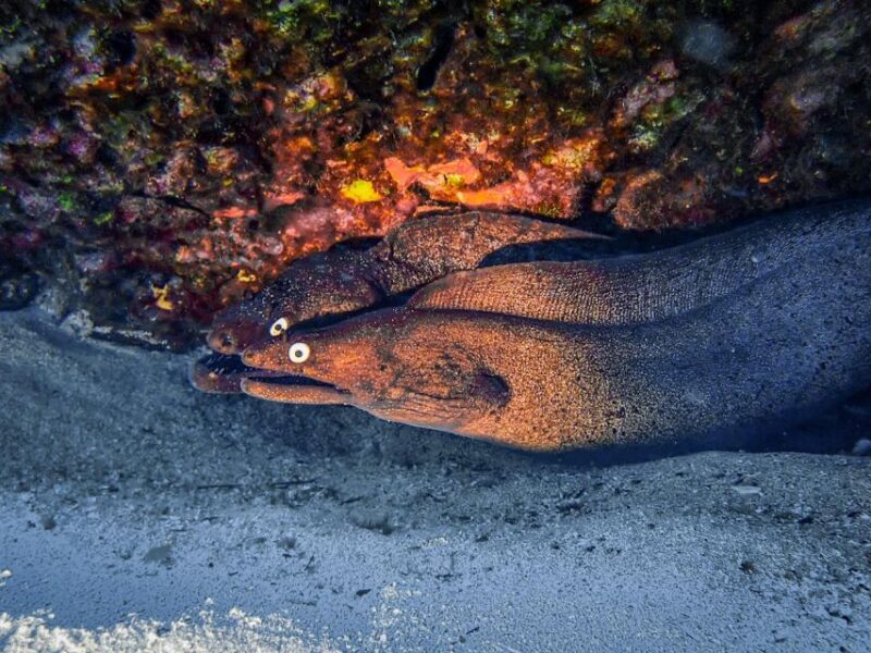 Diving at Lanzarote - 2 Guided Dives for Certified Divers - Restrictions