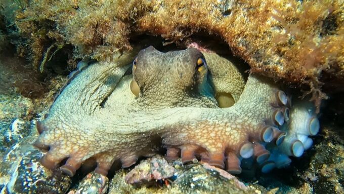 Diving at Lanzarote - 2 Guided Dives for Certified Divers - Safety and Enjoyment