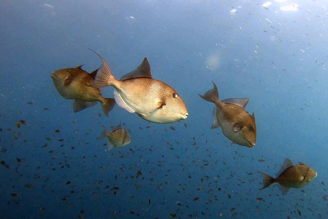 Diving Baptism in the Marine Reserve of Cabo Tiñoso - Participant Requirements