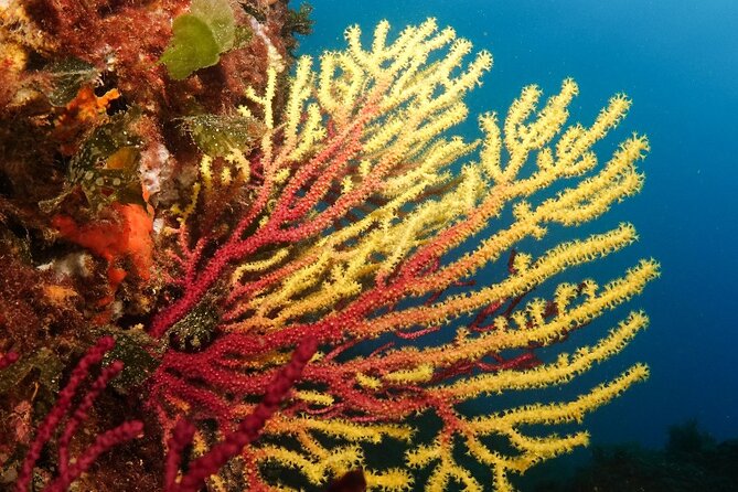 Diving Baptism in the Montgrí Natural Park - Experiencing the Underwater Adventure