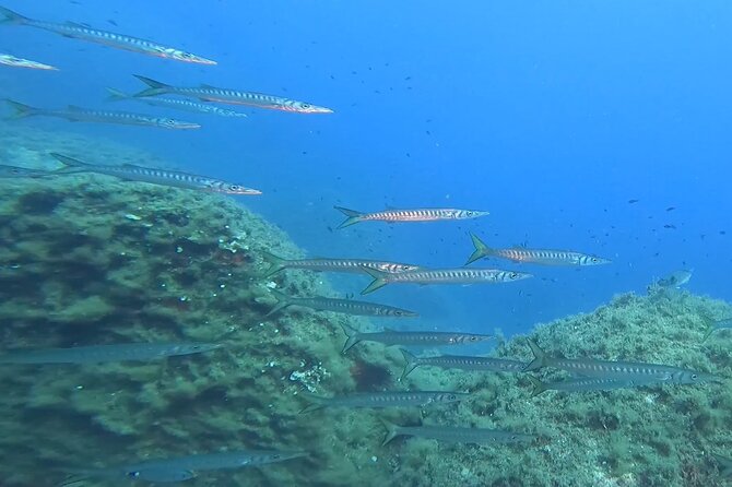Diving Baptism With Cylinders (Introdive) at the Capo Carbonara Marine Protected Area - Customer Feedback and Highlights