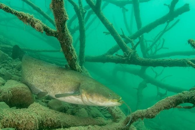 Diving Bled - Witnessing the Freshwater Flora and Fauna