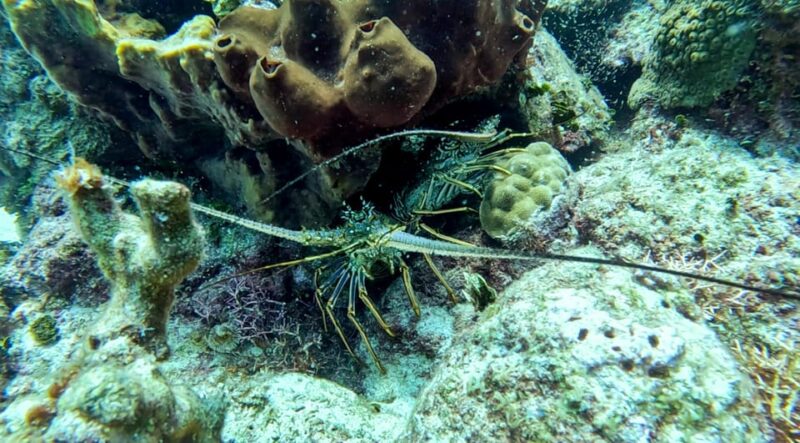 Diving Catalina Island From Punta Cana - Cancellation and Refund Policy