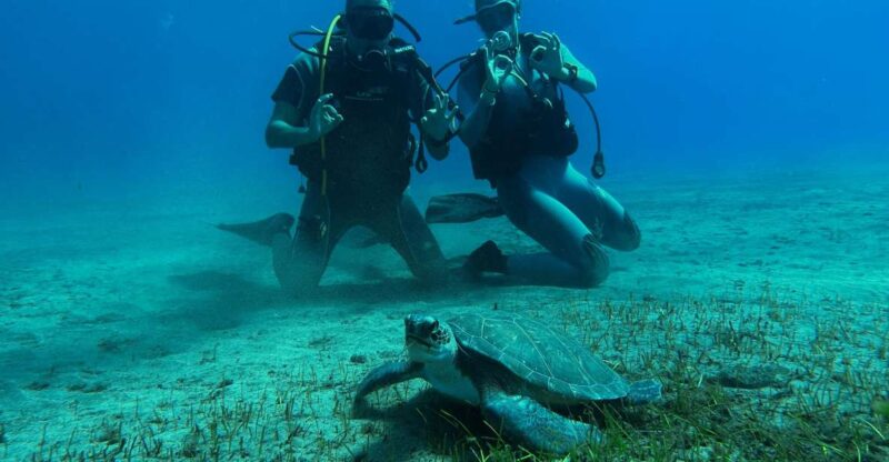 Diving Course for Beginners in Turtle Area Tenerife - Booking Information