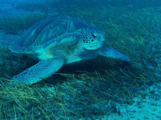 Diving Course for Beginners in Turtle Area Tenerife - Restrictions and Requirements