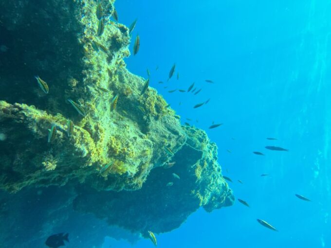 Diving Course for Beginners in Turtle Area Tenerife - Additional Details