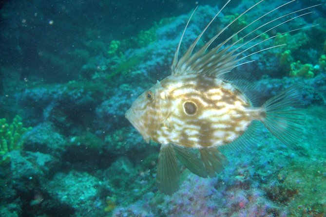 Diving Day Tour With 2 Dives - Transportation Options
