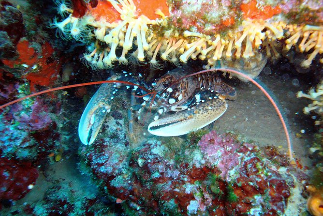 Diving Day Tour With 2 Dives - Activity Details