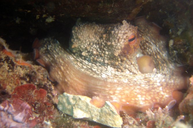 Diving Day Tour With 2 Dives - Cancellation Policy