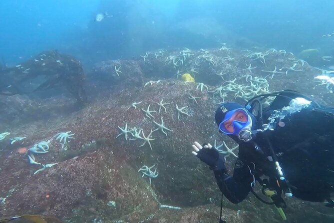 Diving Excursion in Quintay - Diving Site Overview