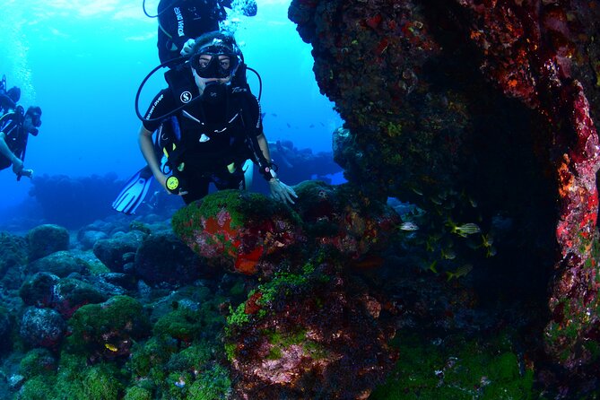 Diving Experience in Fernando De Noronha - Key Points