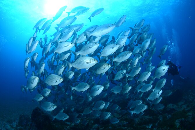 Diving Experience in Fernando De Noronha - Preparing for the Diving Adventure