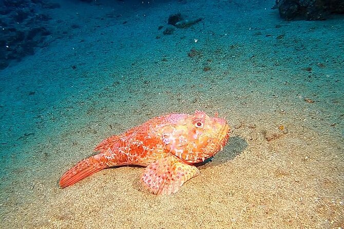 Diving Experience in Polignano a Mare With Certification - Meeting Point and Directions