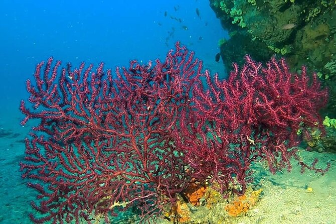 Diving Experience in Polignano a Mare With Certification - Health and Fitness Considerations
