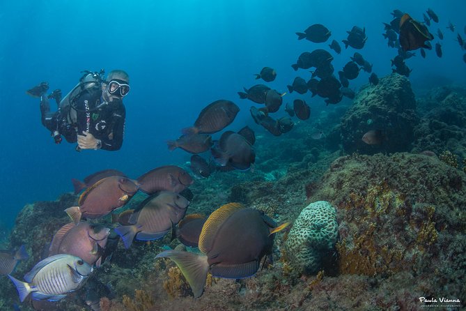 Diving for Beginners and Accredited - Búzios RJ - Notable Comment - Kosuke_T