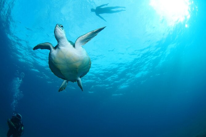Diving for Beginners by Boat From Puerto Colon - Inclusions and Exclusions