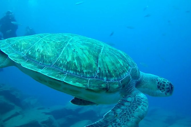Diving for Beginners by Boat From Puerto Colon - Booking Information