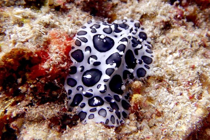 Diving for Certified Divers, 2 Tanks Sosúa Bay - Tour Overview