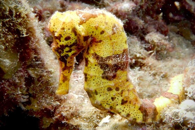 Diving for Certified Divers, 2 Tanks Sosúa Bay - Dive Site Highlights
