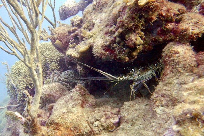 Diving for Certified Divers, 2 Tanks Sosúa Bay - Expert Guidance