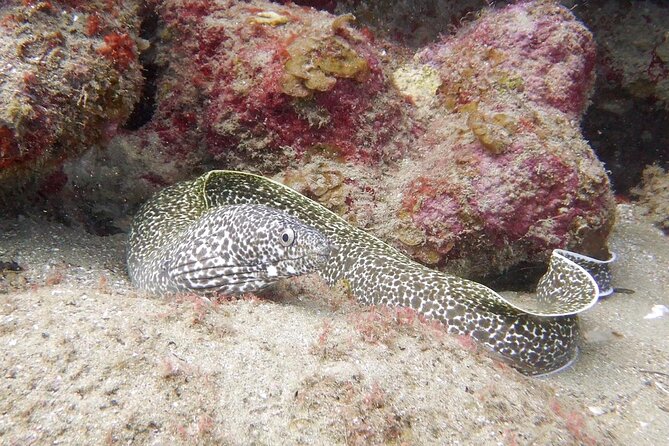 Diving for Certified Divers, 2 Tanks Sosúa Bay - Environmental Responsibility