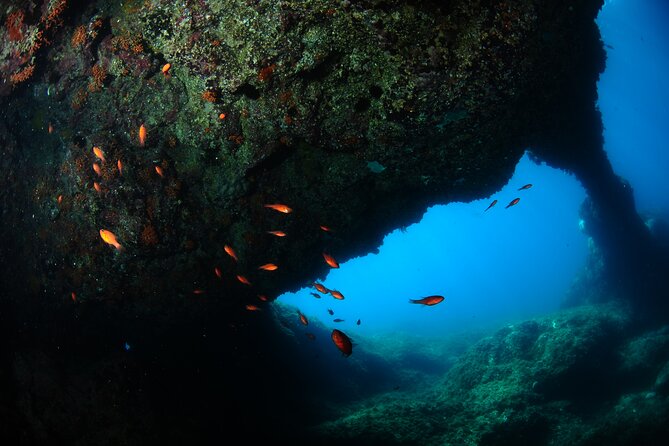 Diving Guided by the Diving Center (With Full Equipment) - Experience Details