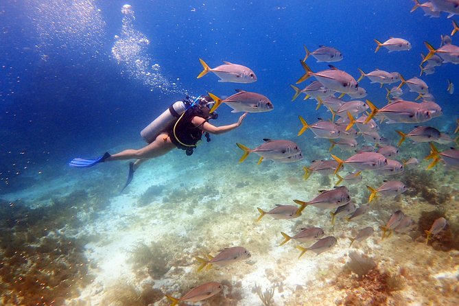 Diving in Cancun for Certified Divers | 2 Dives | All Inclusive - Key Points