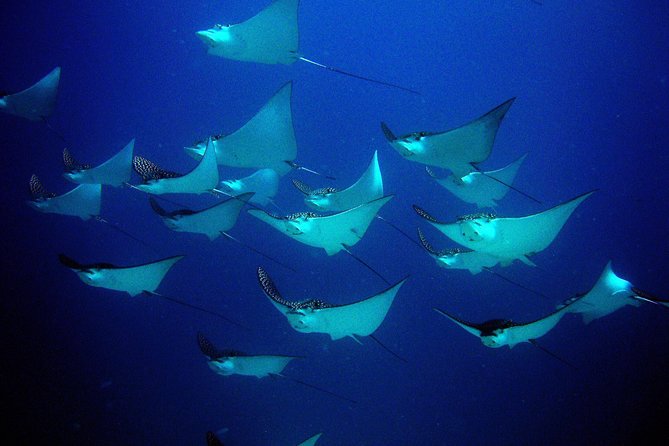 Diving in Cancun for Certified Divers | 2 Dives | All Inclusive - Participant Requirements and Limitations