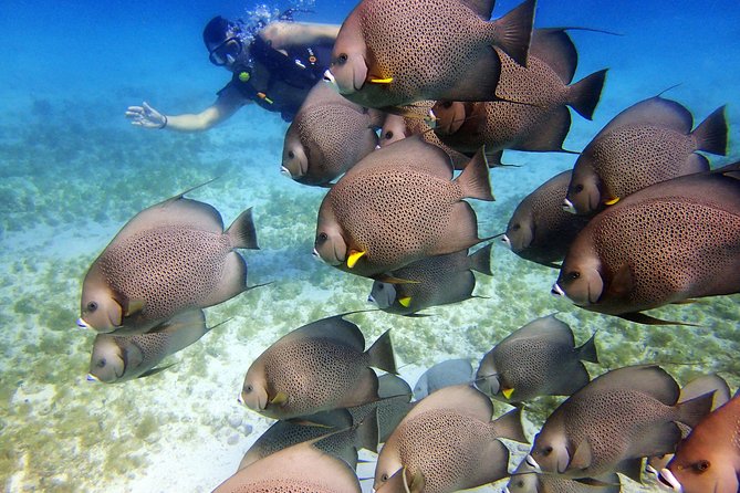 Diving in Cancun for Certified Divers | 2 Dives | All Inclusive - Safety and Guide Expertise