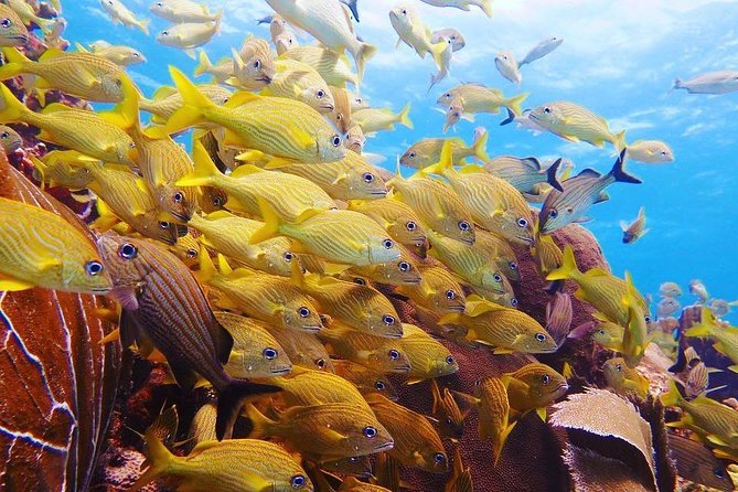 Diving in Cancun Underwater Museum of Art - Participant Reviews and Ratings