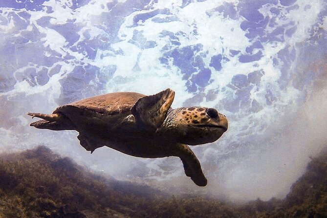 Diving in Paphos (2 X Shore Dive + Photos) - Accessibility and Fitness Requirements