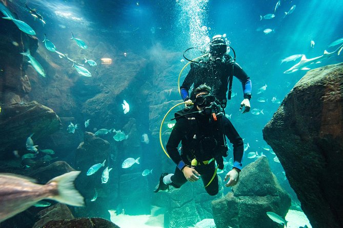 Diving in the Madeira Aquarium - Group Size and Pricing